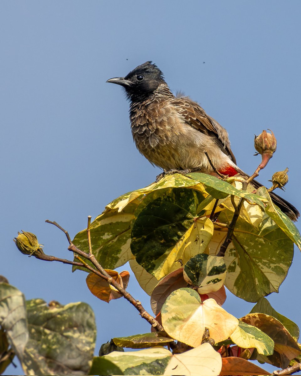 This bulbul says: ruffle those feathers and rise above the Monday blues! Happy week ahead folks #indiAves in frame #redventedbulbul #birdphotography #birdwatching #natgeoindia