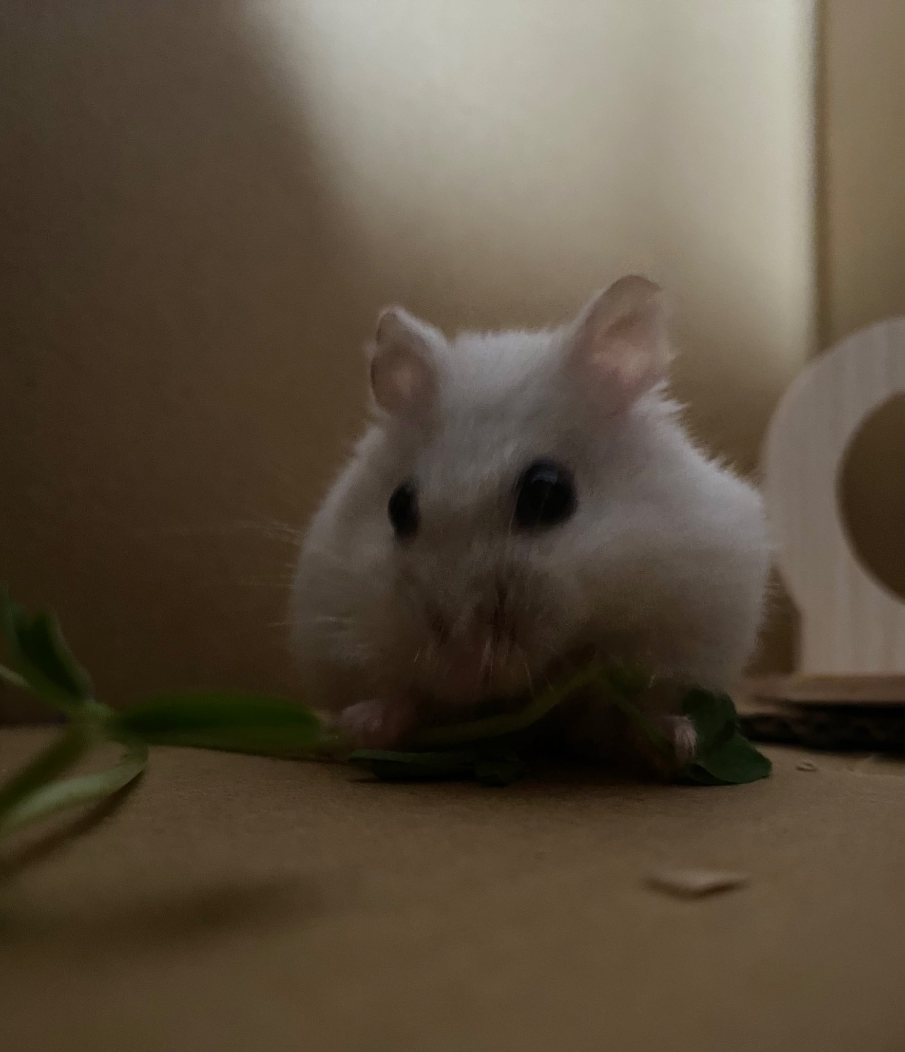 ♡小梅♡ ページ 小梅@パチスロ転生ver. (@smallplum777) / X