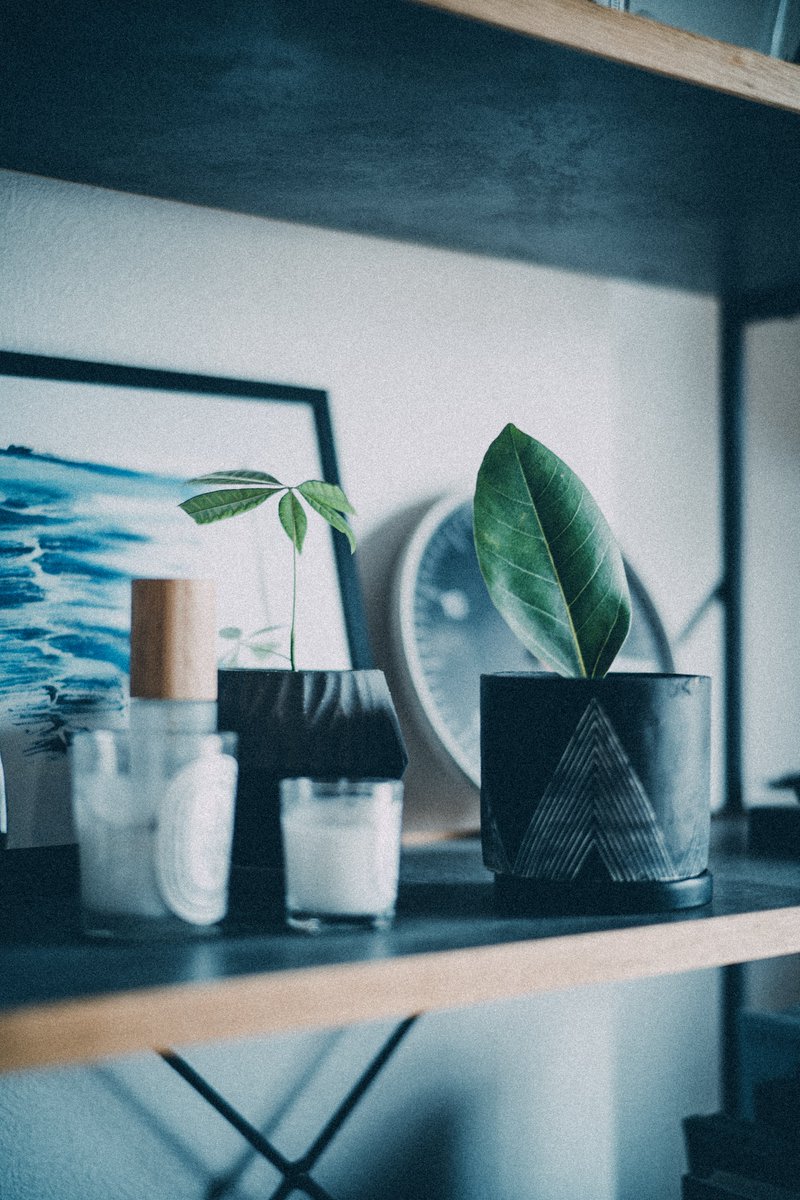 水耕栽培から土への植え替え。新しい環境にうまく順応してくれることを願って🤚