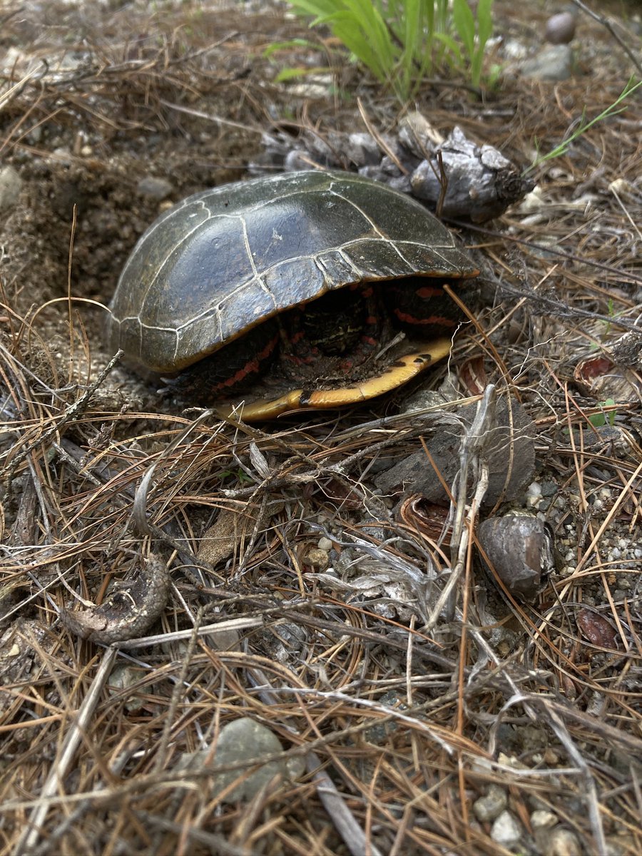 follow your instincts sweet turtle