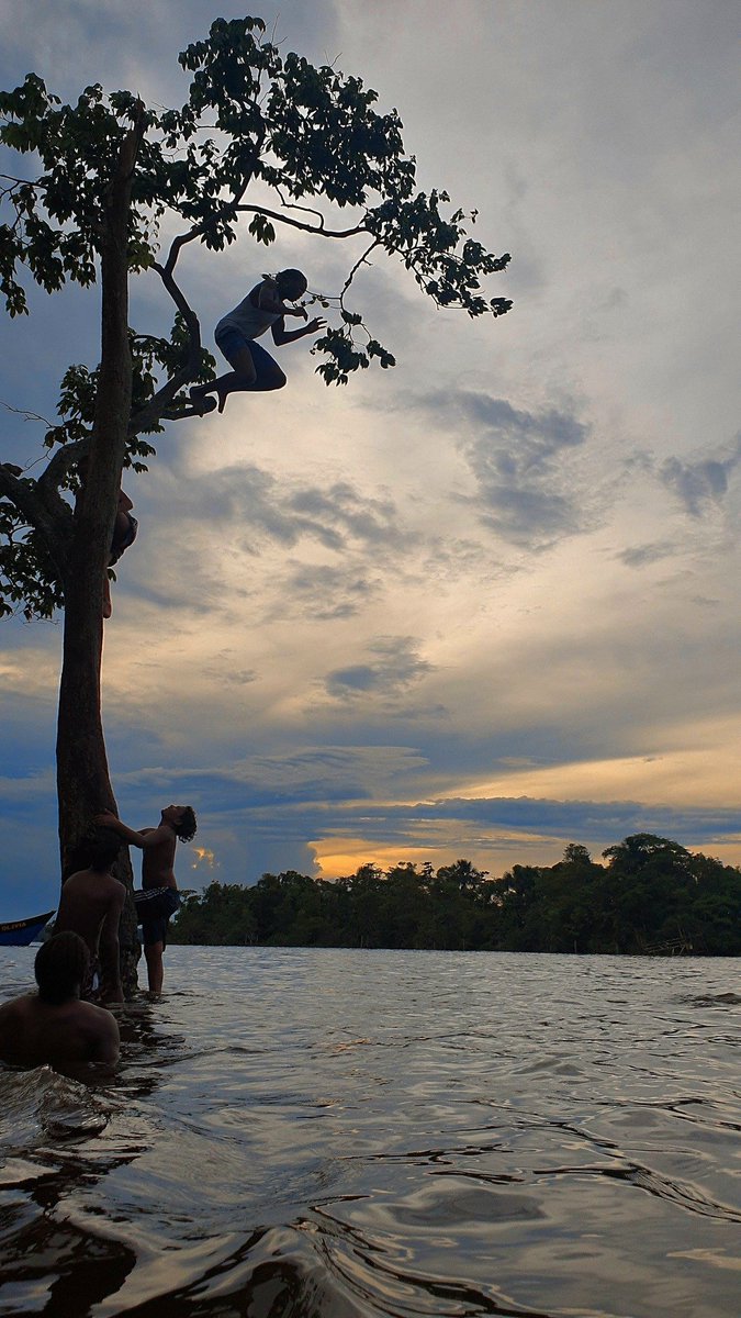 AntroCanal's tweet image. #30Jun La hora dorada ilumina el cielo con tonos azules, grises y ámbar, un salto intrépido desde un árbol captura la emoción de la juventud y la belleza de la aventura. Suspendido entre el cielo y el río Esequibo, es más que un simple salto, es una celebración de la vida vivida
