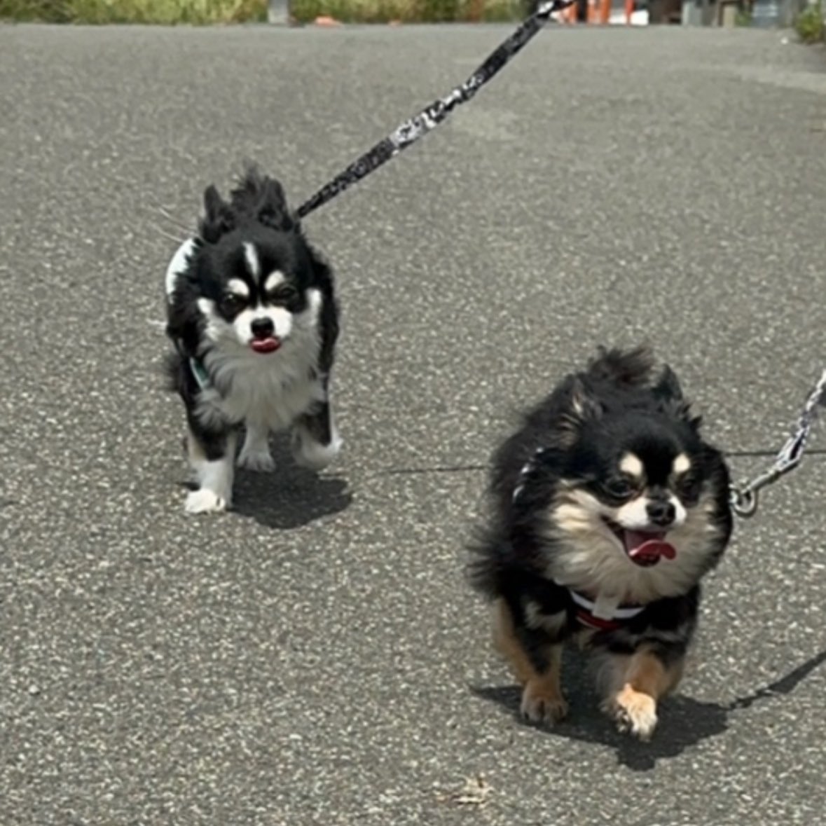 2023.5.28 クロムとハーツ🐶✨