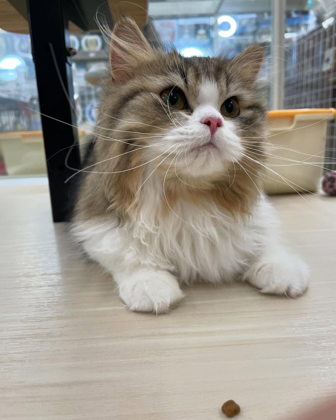 ダイハツ 08272-K2025 純正 リア エンブレム ねこ 猫 ネコ
