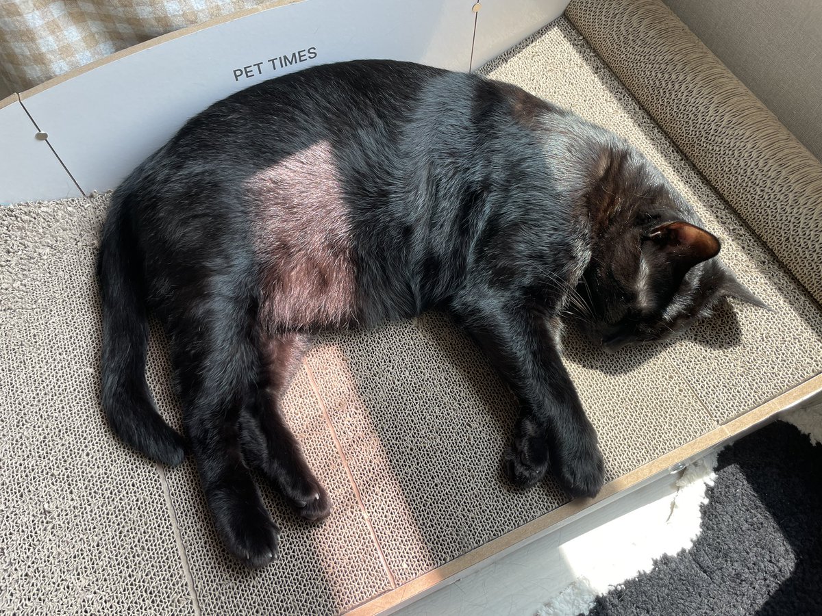 옛날에 참기름 고양이가 있엇슨
그냥 빤짝거렸슨
딱히 뭘 하진 않앗슨