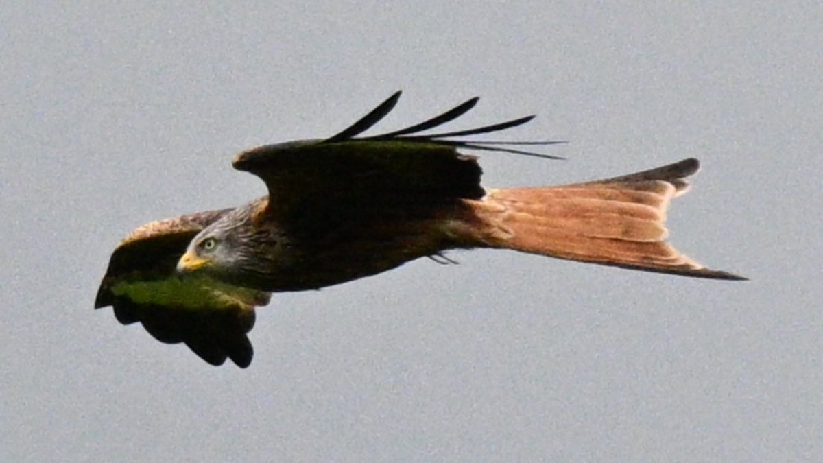 darrengrubb4's tweet image. Kite on a mission ISO wrong #imlearning