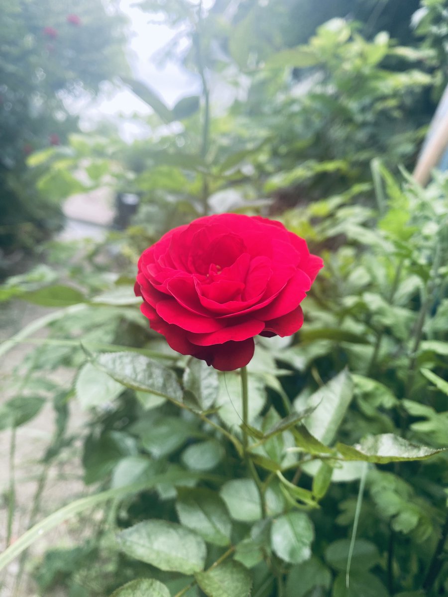 ロニ【公式プロカレーヤー】 (@ronielyamato) on Twitter photo 