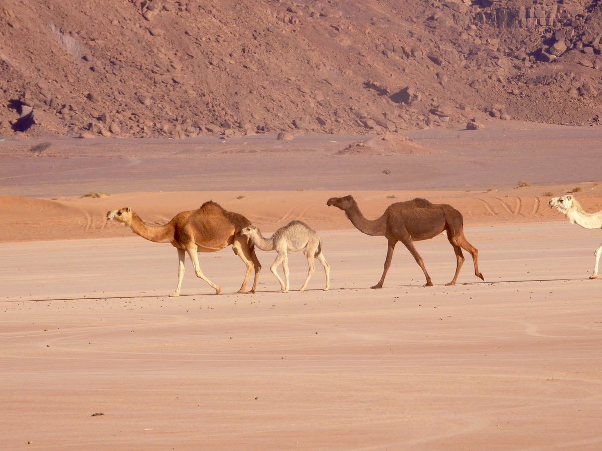 #اليوم_العالمي_للإبل