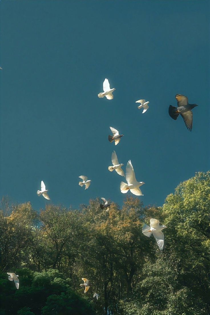 blue dream (@bluedreamvibes) on Twitter photo 