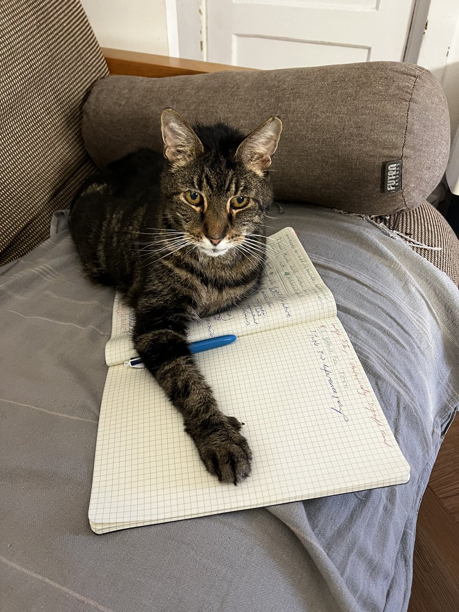 Please do consider adopting senior cats! I adopted Freddie after he had been at Cats Protection for over a year at the grand age of 16. He is now 19 and getting cleverer and cleverer each day.