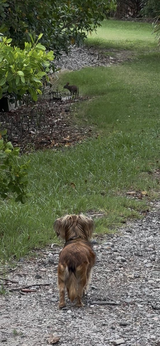 First time Pinto saw this rabbit he was afraid of it. Now he stalks it like cat. Mr rabbit is an escape artist in the mangroves though. This area was underwater during hurricanes Helene and Milton. Nature bounces back after a storm.