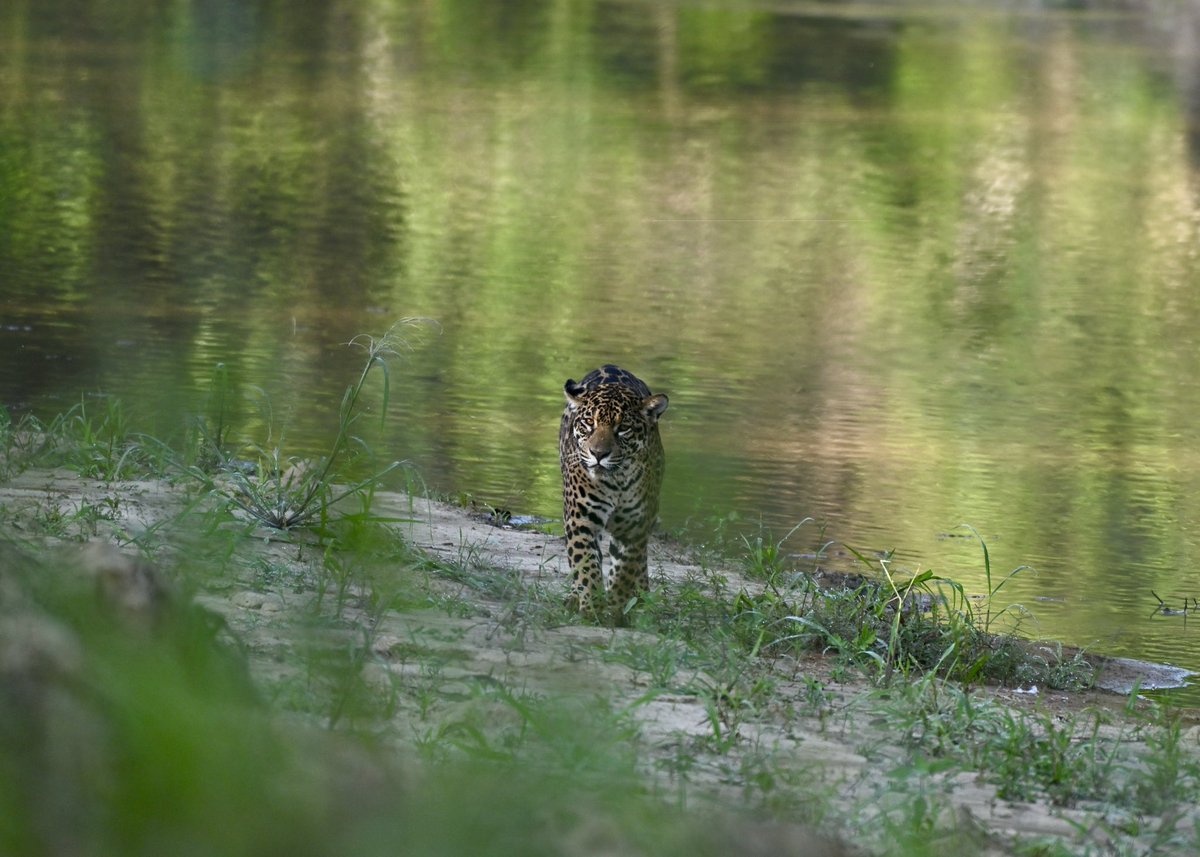 Spent 9 days traveling through Bolivia looking for jaguars &amp; other South American wildlife. Full thread of my photography 🇧🇴🐆🦥