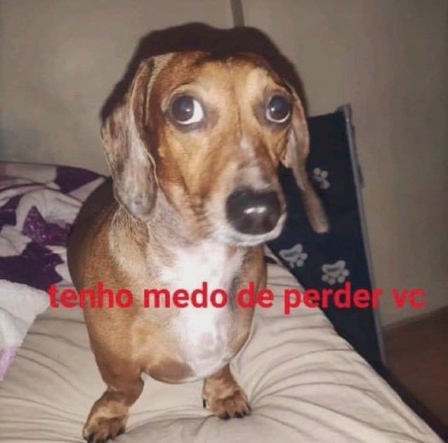 animais com frases aleatorias (@animaisfrases_) on Twitter photo 