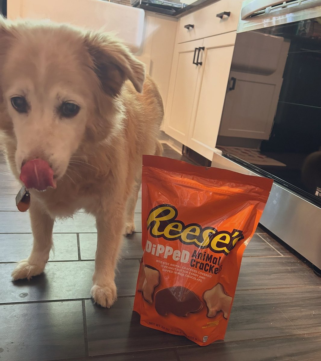 AlfredoHatesLy's tweet image. ⋆˚🐾˖° moot hunting ⋆˚🐾˖°
→ Alfredo/Finn
→ 12 years old
→ sw: ? cw: ? gw: ? ugw: ?
DNI: Ly, cats, people born in Texas
Likes: Food, eating my own feces, annoying Ly
Dislikes: Showers, Ly
♡ and ↻ to be moots
૮₍ • ᴥ • ₎ა