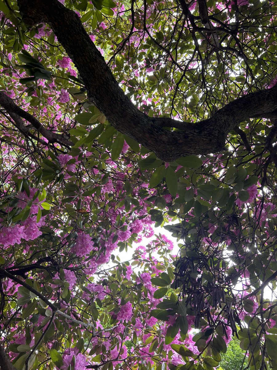 fine ham birds tweet media