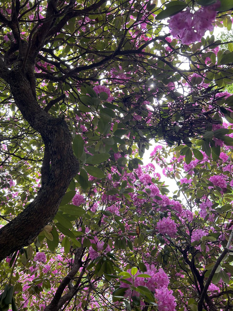 fine ham birds tweet media