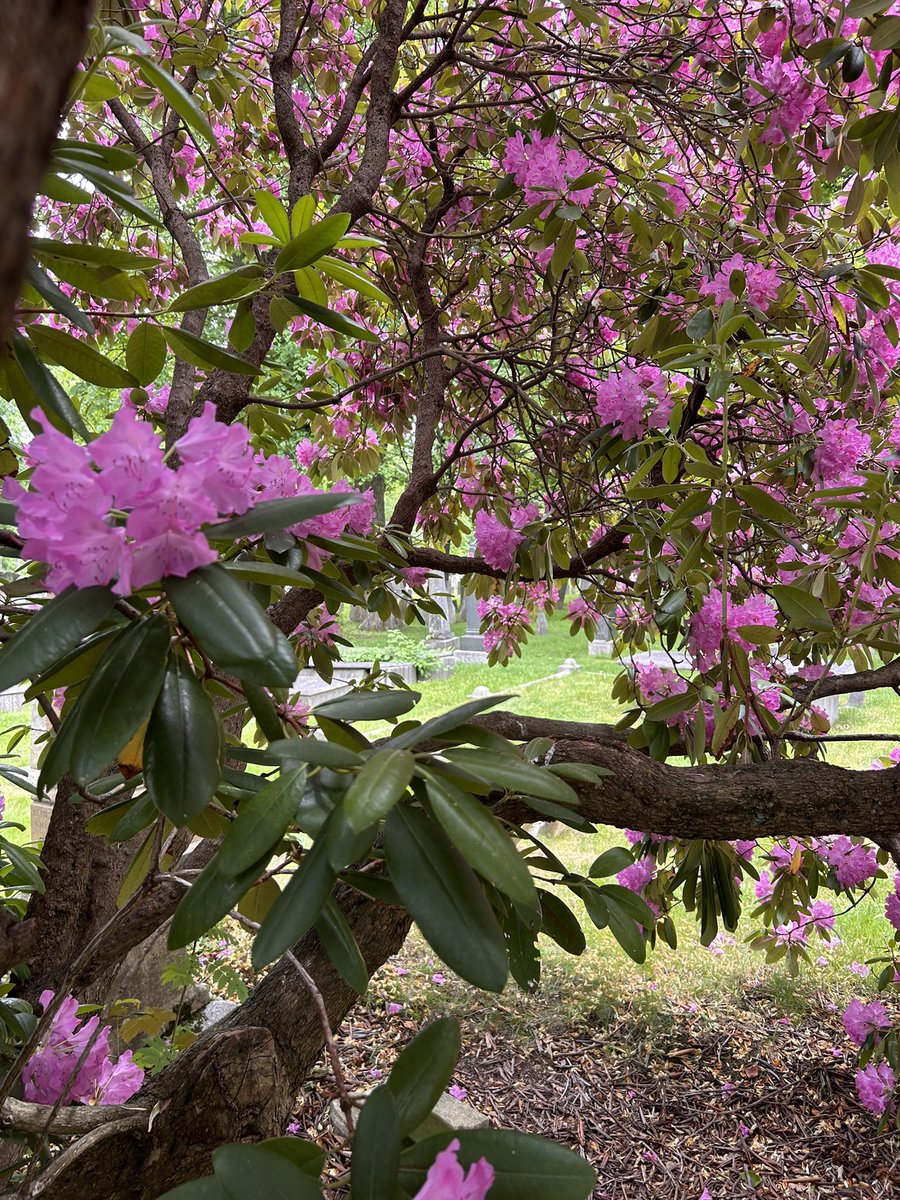 fine ham birds tweet media