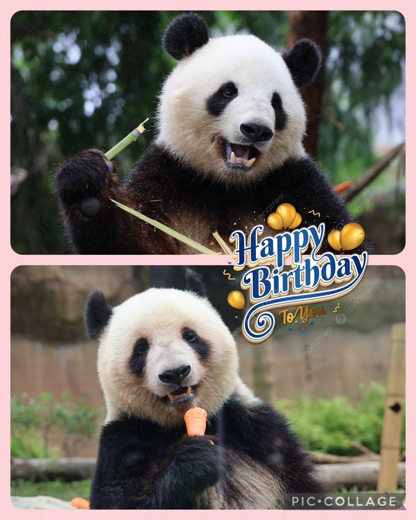 シャオシャオ・レイレイ HAPPY BIRTHDAY! 3歳記念商品 上野動物園