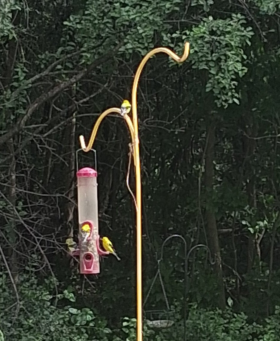 The finches are having a grand old time