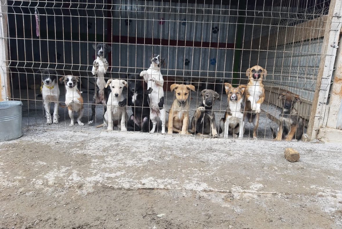 SavaSafeHaven's tweet photo. Sava’s Safe Haven is a small family-run shelter in Romania 🇷🇴
We’ve rescued over 5,000 dogs &amp; cats 🐾
Right now, we care for 250+ animals and fight to rebuild our shelter.
Help us keep saving lives. 💔
🌐 https://t.co/gcDuJvNIrl
#AnimalRescue #DogShelter #SavasSafeHaven https://t.co/nTKHf02igw