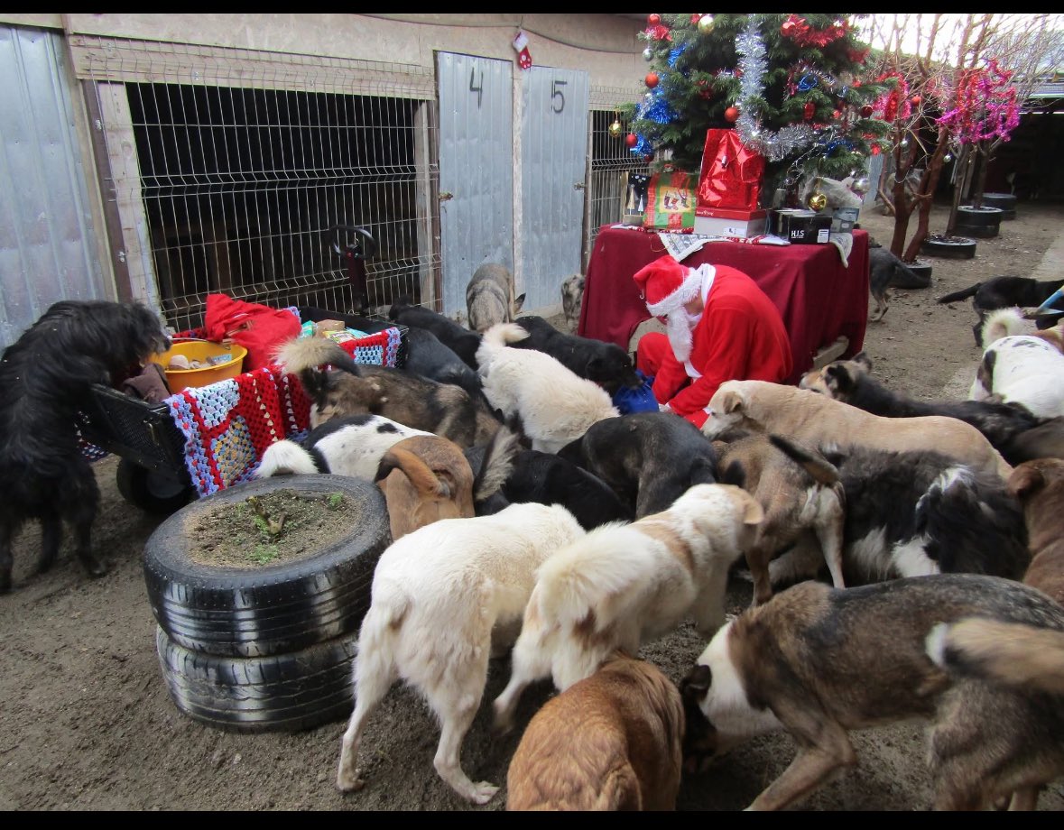 SavaSafeHaven's tweet photo. Sava’s Safe Haven is a small family-run shelter in Romania 🇷🇴
We’ve rescued over 5,000 dogs &amp; cats 🐾
Right now, we care for 250+ animals and fight to rebuild our shelter.
Help us keep saving lives. 💔
🌐 https://t.co/gcDuJvNIrl
#AnimalRescue #DogShelter #SavasSafeHaven https://t.co/nTKHf02igw