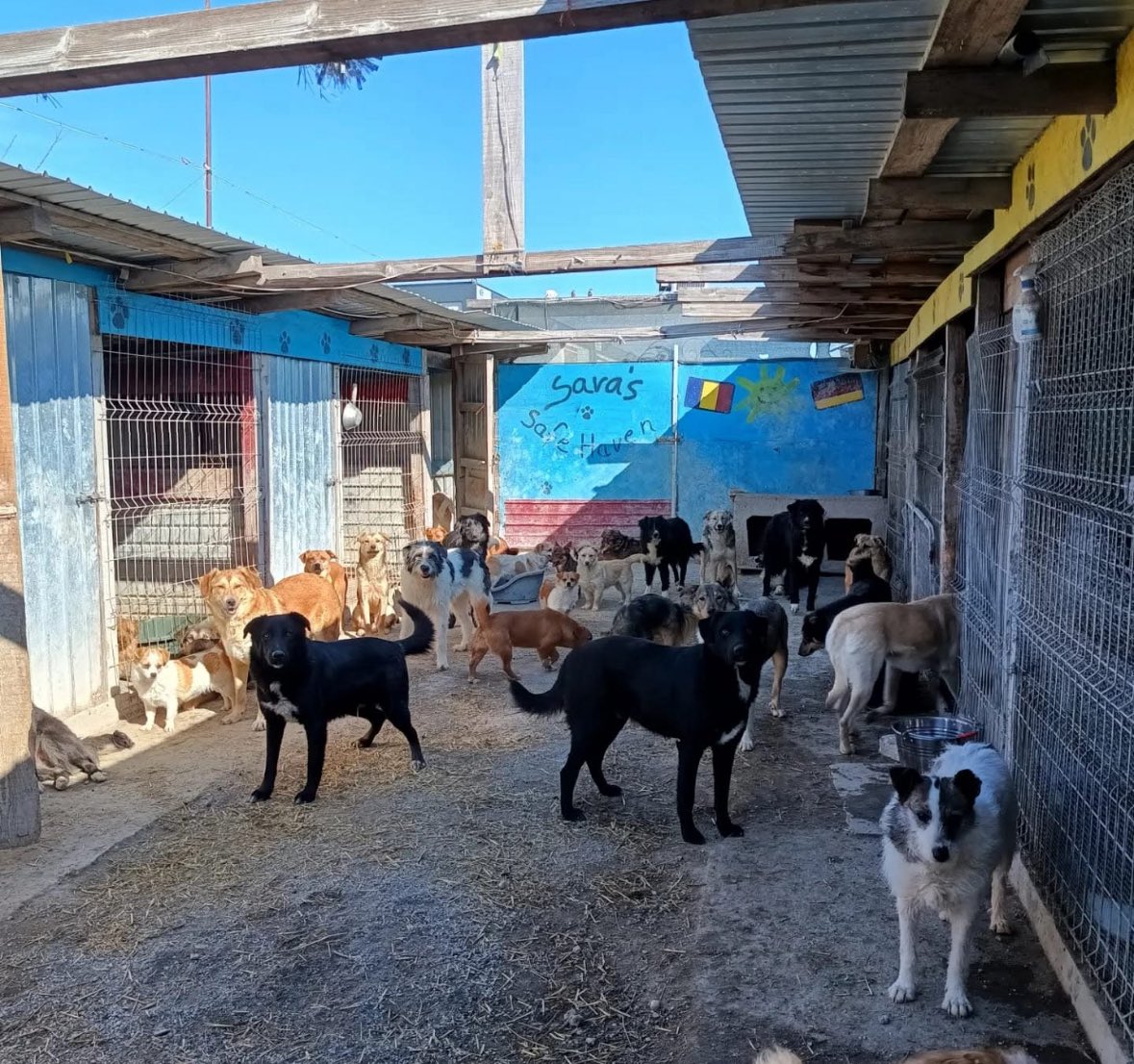 SavaSafeHaven's tweet photo. Sava’s Safe Haven is a small family-run shelter in Romania 🇷🇴
We’ve rescued over 5,000 dogs &amp; cats 🐾
Right now, we care for 250+ animals and fight to rebuild our shelter.
Help us keep saving lives. 💔
🌐 https://t.co/gcDuJvNIrl
#AnimalRescue #DogShelter #SavasSafeHaven https://t.co/nTKHf02igw