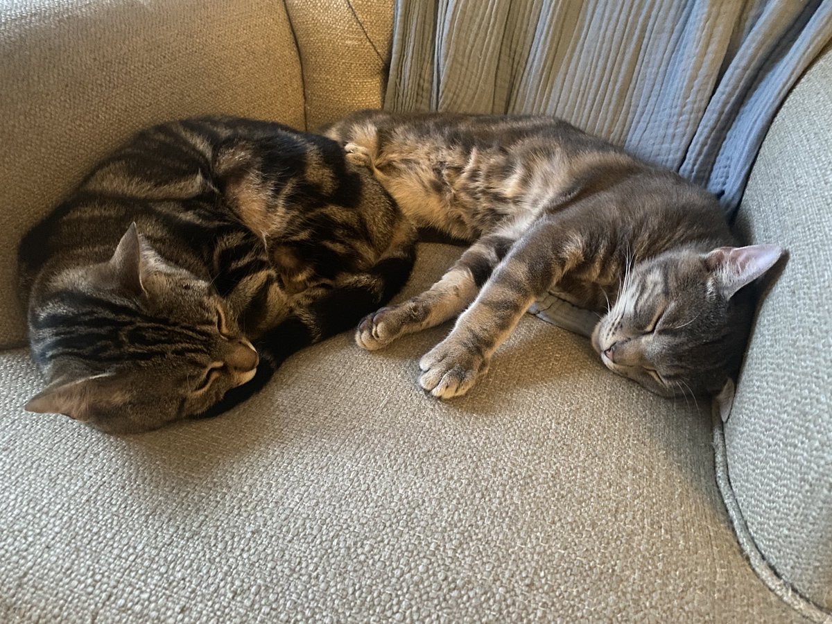 jasondotjpeg's tweet image. cat^2