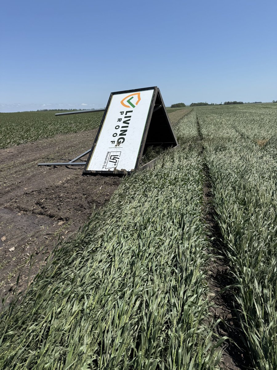 FrontierGen's tweet photo. I didn’t have on my breeding bingo card for this summer a Derecho.  Wide spread damage to both facilities, equipment and the crop.  Wheat doesn’t stop growing, heading notes still need to be taken, the last pic I call #TheDangler https://t.co/oyWflwZTEb