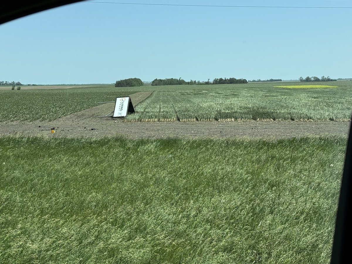 FrontierGen's tweet photo. I didn’t have on my breeding bingo card for this summer a Derecho.  Wide spread damage to both facilities, equipment and the crop.  Wheat doesn’t stop growing, heading notes still need to be taken, the last pic I call #TheDangler https://t.co/oyWflwZTEb