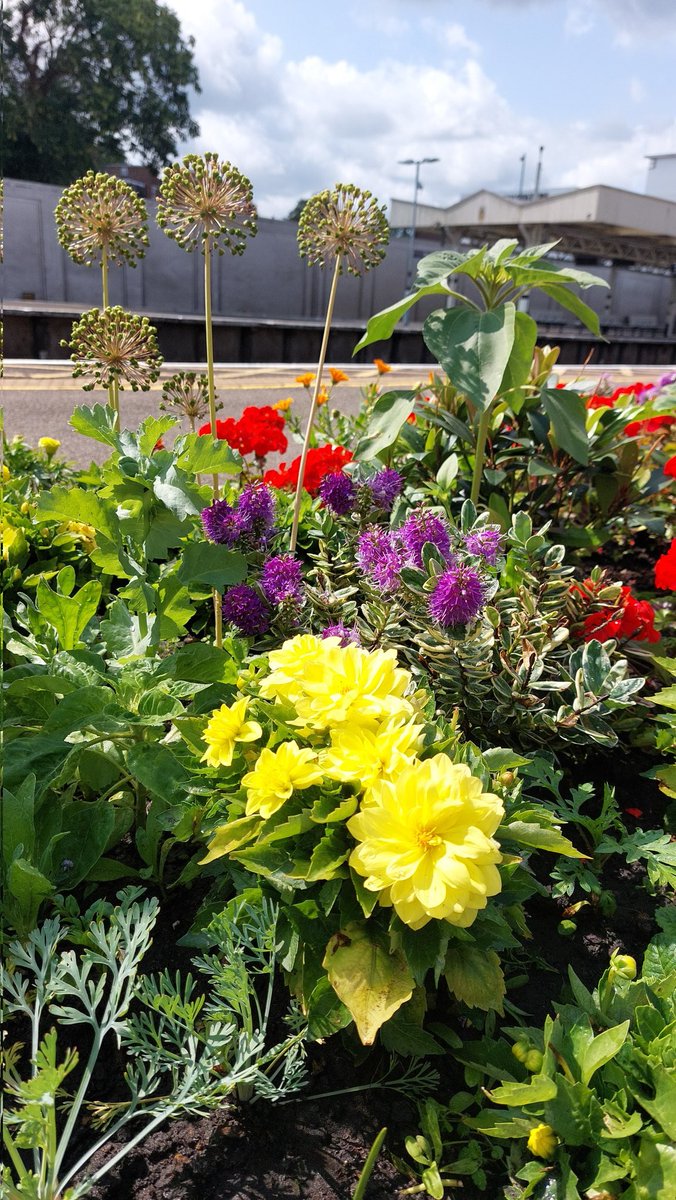 Our platform plants are loving the summer weather! Have you got a favourite!?

#RailwayGardening #TrainStationGarening