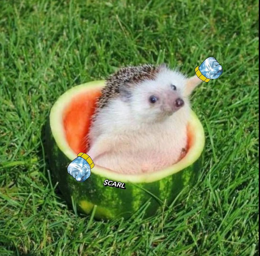 Carl The Hedgehog tweet media