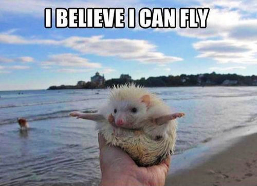 Carl The Hedgehog tweet media