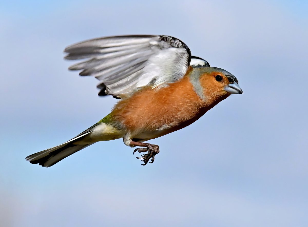 Male Chaffinch passing by... 😍🐦