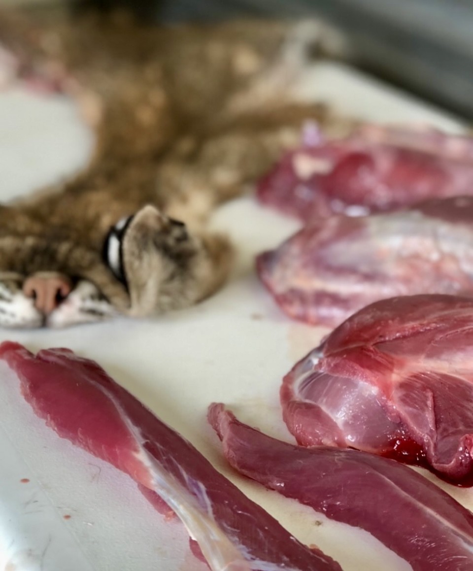 SPORTSMANchnl's tweet photo. Would you try Bobcat meat, or have you already? 

Let's hear about your wildest plate story in the comments 👇

📸: From Field To Plate 

#ITSINOURBLOOD #outdoors #hunting #FromFieldToPlate #bobcat #meat #lean #protein https://t.co/Eake8bjPji