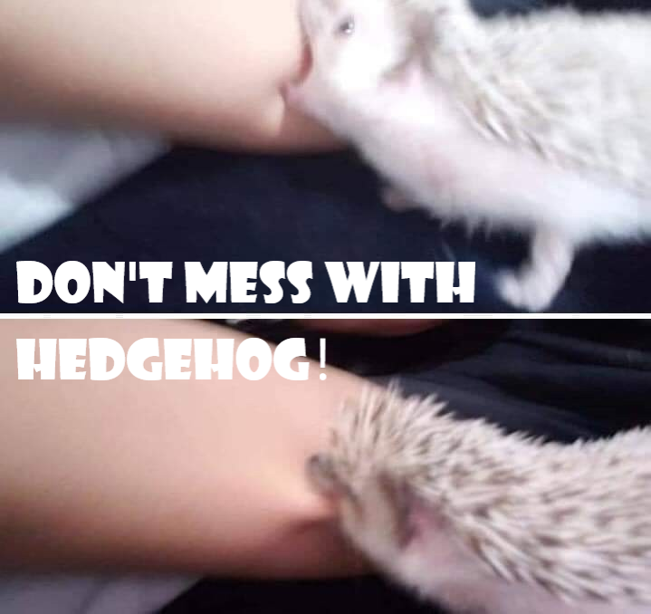 Carl The Hedgehog tweet media