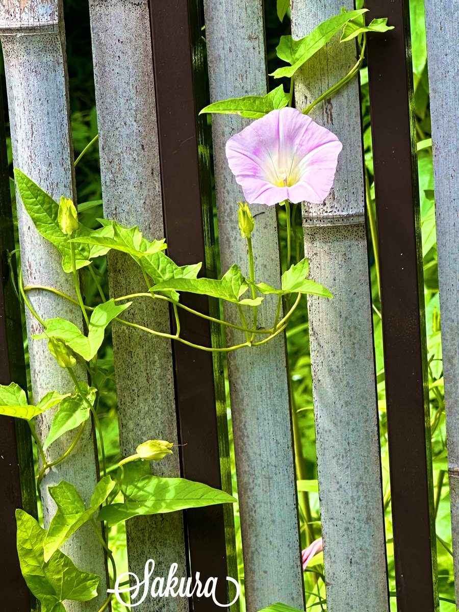 おはようございます！
今週もよろしくお願い致します🙇‍♀️

今週も30度越えの日々が続くようです…

先日昼顔が一輪竹垣に暑さに負けずに咲いておりましたのでその健気さに惹かれました💓💓💓

どうぞご覧下さい💟

穏やかな週をお過ごし下さいませ✳️