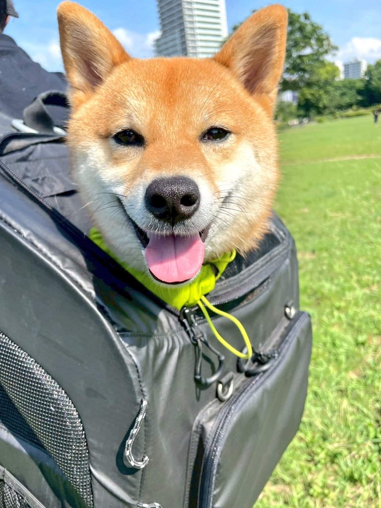 柴犬こめ0歳 on X: 