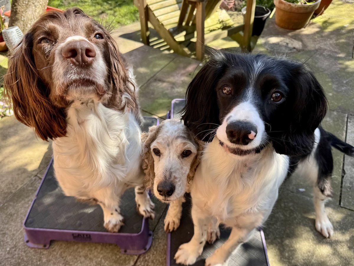 HTSweeties's tweet photo. @iamfifig These are my three and they are not allowed anowhere near the sweets or the shop - especially the little one 😂 https://t.co/dMs7dC9IAG