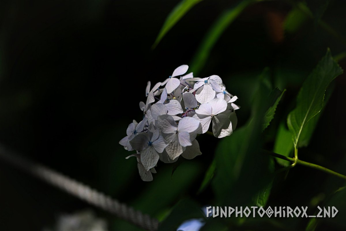 #紫陽花
#花の写真
#TLを花でいっぱいにしよう
#FunPhoto