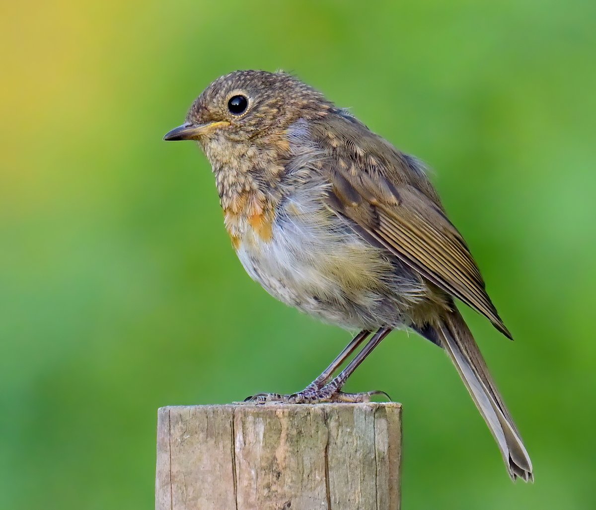 This beautiful Juvenile Robin popped out of a hedge and landed on a post as I walked around my Somerset village a couple of evenings ago. 😀
 It would have been rude not to photograph it, don't you think? 😁😍🐦
