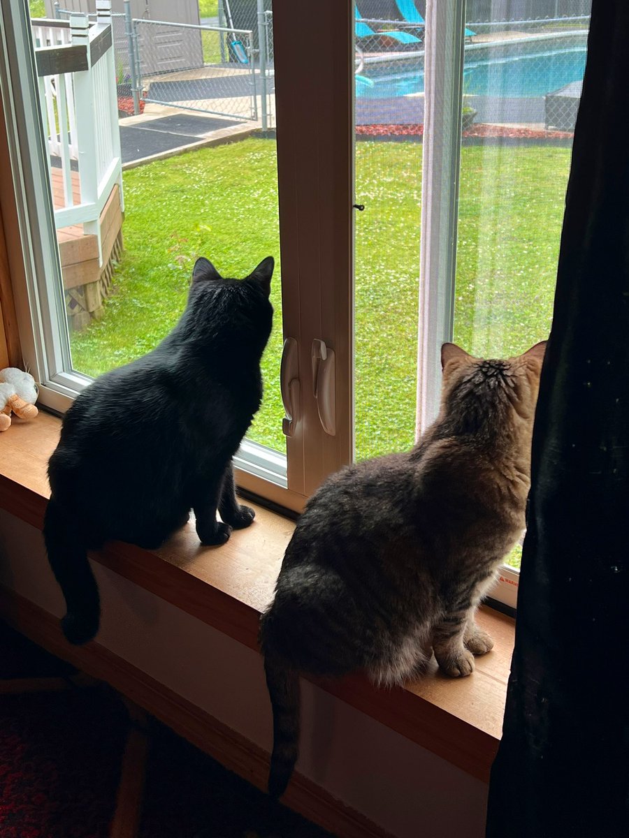 bird watching 👀👀