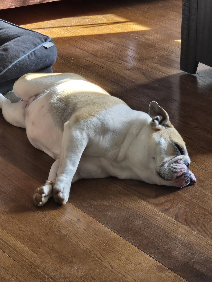100% asleep yet 100% alert.
#BulldogLife