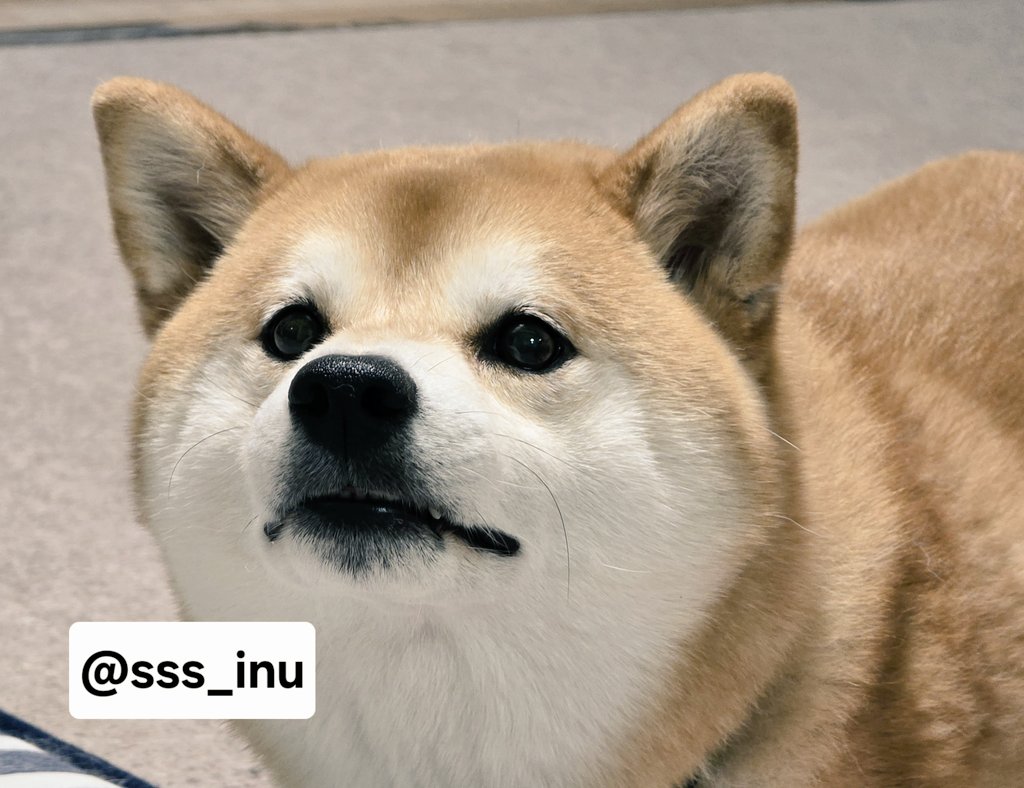 屋外照明 ソーラーライト 犬 かわいい センサーライト ガーデン