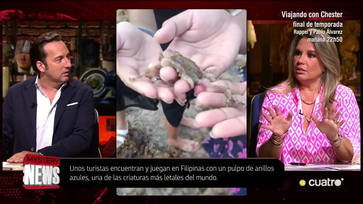 Unos turistas encuentran y juegan en Filipinas con un pulpo de anillos azules, una de las criaturas más letales del mundo #CuartoMilenio