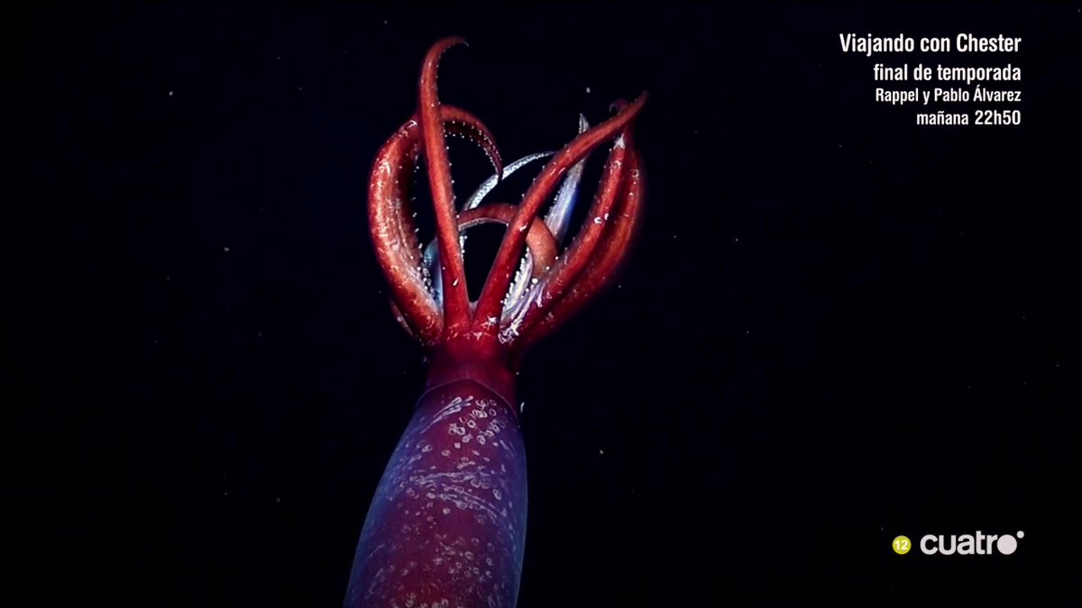 Un vehículo teledirigido consigue grabar por primera vez a un escurridizo calamar en el mar de Weddell (océano Antártico) #CuartoMilenio