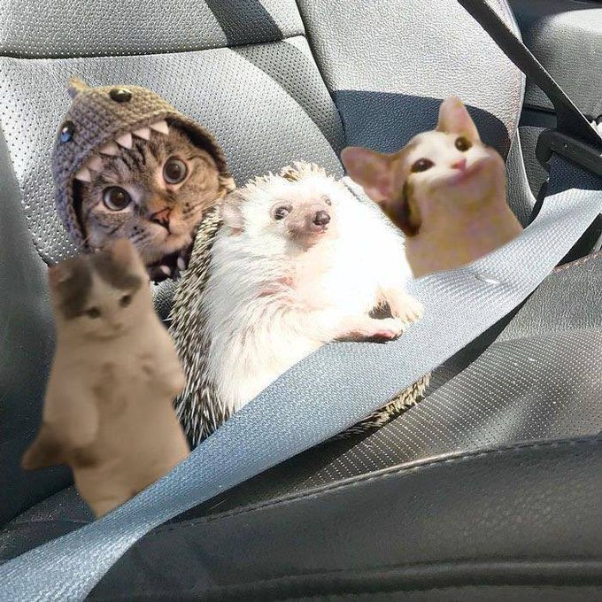 Carl The Hedgehog tweet media