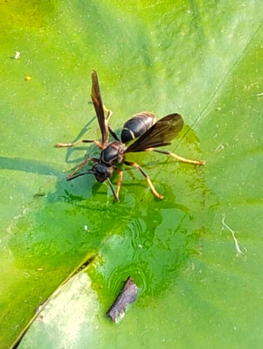 Oh!Naraku! It's one of your saimyōshō