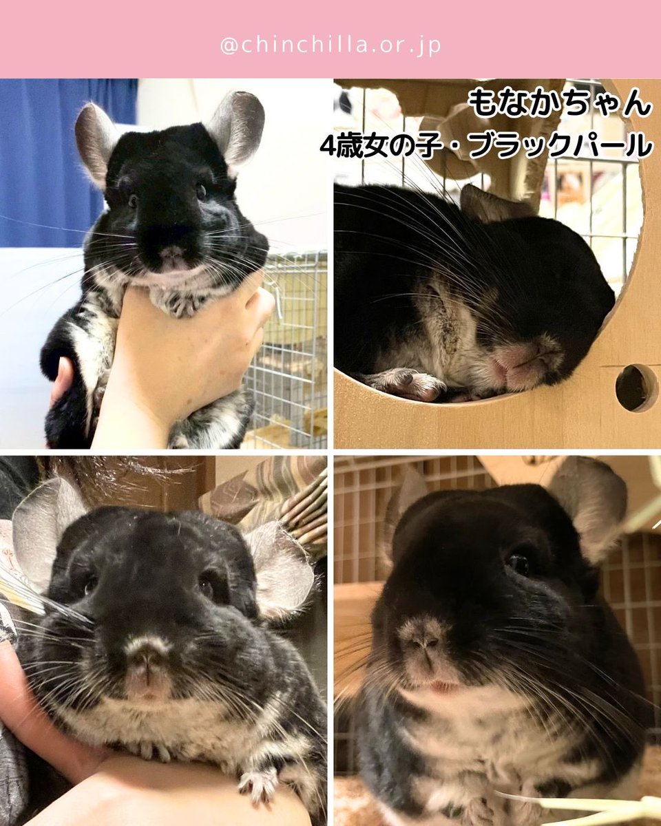 JapanChinchilla's tweet photo. 【里親募集】
4匹のチンチラさんの里親様を募集いたします。応募受付は7月7日迄です。

フォーマットより申し込みし、書類を郵送していただいてエントリーが完了となります。書類締切は7月11日必着です。

4チラさん達の運命の家族に出逢えますように🐭💕
https://t.co/CsldmYKICM
 #里親募集 https://t.co/BV5elHiZju