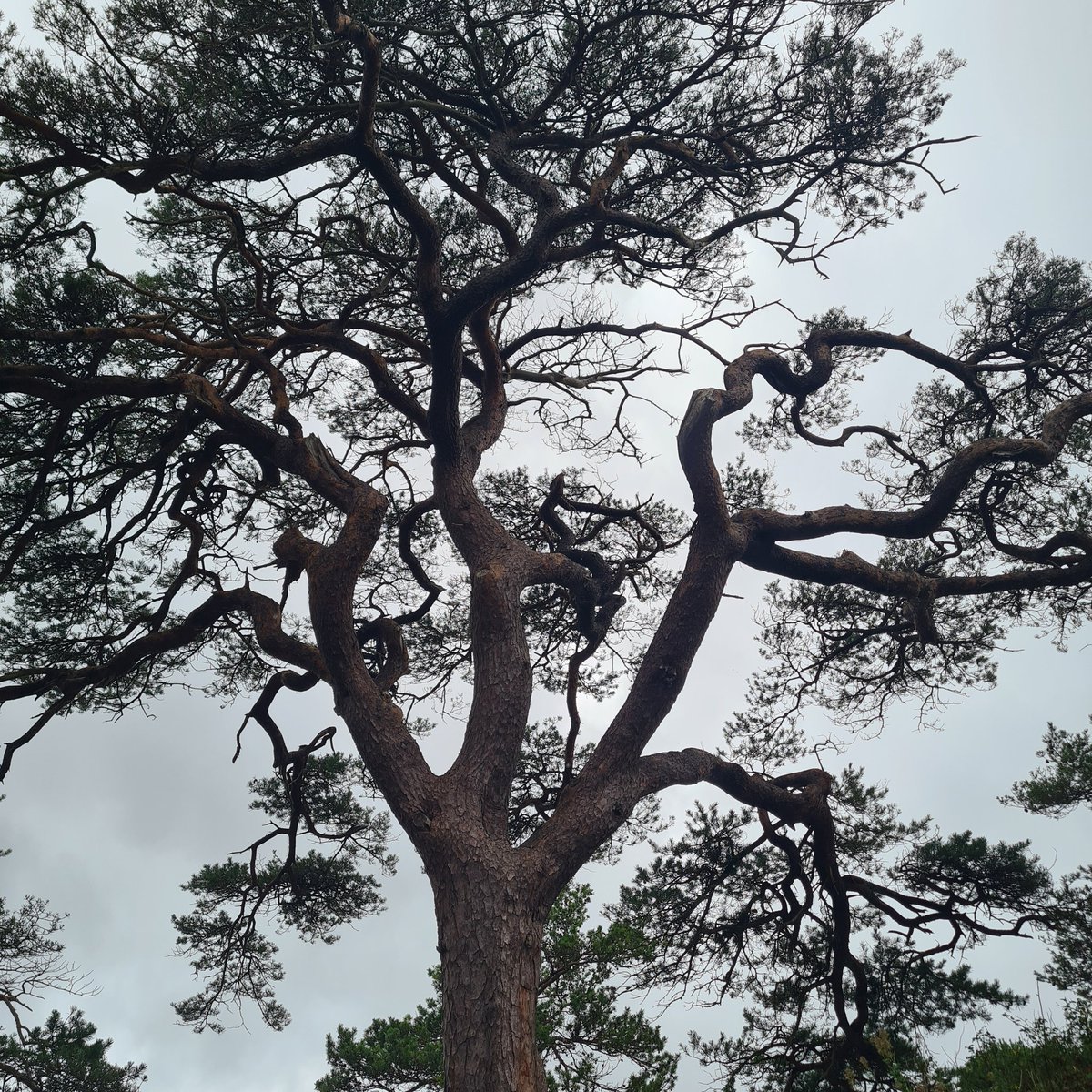 #magic #tree #killarney