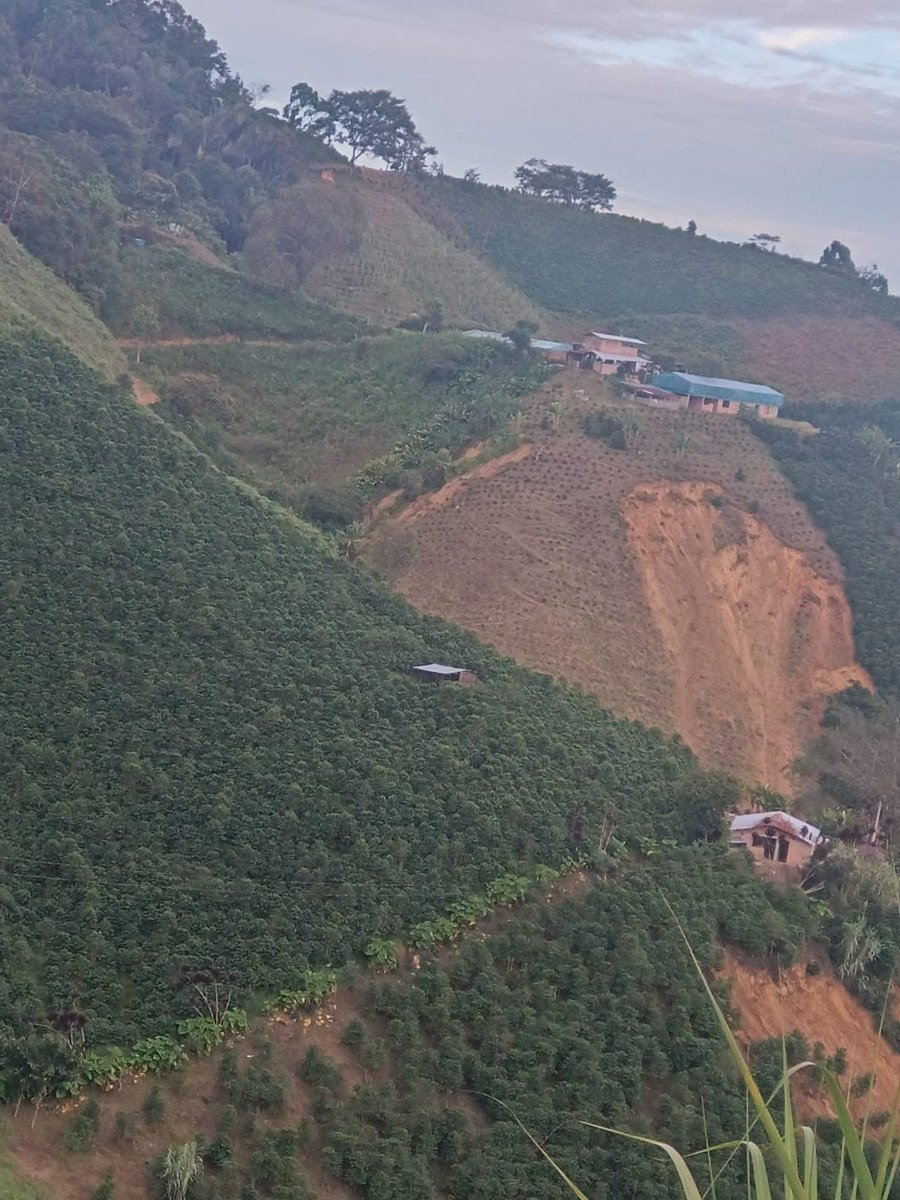 MagazinAgenda's tweet photo. Hay serios problemas por movimientos en masa en sur del #Huila, el mayor porcentaje está asociado a zonas de alta pendiente con cultivos de café. Acevedo, Suaza y Pitalito, los más afectados. Pitalito es el municipio con mayor área sembrada de café en Colombia. https://t.co/KRsrfLrb6b