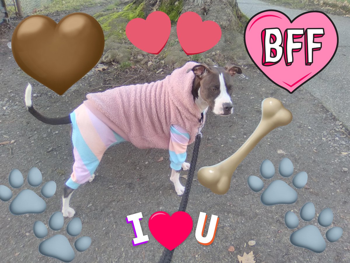 LebrockTony's tweet photo. Throwback📸 Madam Riley's 
Jammie⌛🐾💙😎👑🥰🫰🐾 
#dogjammies #doghoodie
#SparkPaws #bluenoselove
#cutecanine #cutepittbull
#staffyjammies #dogsofX 
#MadamRiley #cooldogs https://t.co/jOxtPfcisY